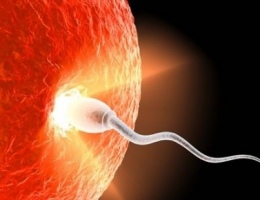 Фото: Противопоказания к донорству яйцеклеток