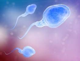 Цена на сперму