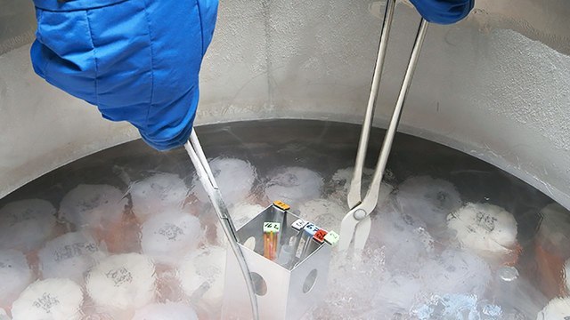 Фото: Где замораживают яйцеклетки