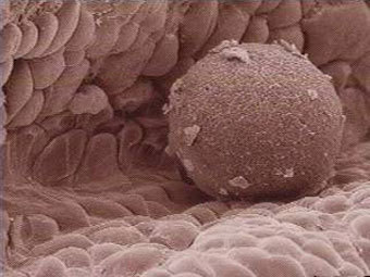 Фото:Кому и за сколько можно продать яйцеклетку?